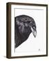 Crow or Raven, 2020, (Ink and Charcoal on Paper)-Nancy Moniz Charalambous-Framed Giclee Print