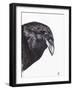 Crow or Raven, 2020, (Ink and Charcoal on Paper)-Nancy Moniz Charalambous-Framed Giclee Print