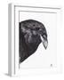 Crow or Raven, 2020, (Ink and Charcoal on Paper)-Nancy Moniz Charalambous-Framed Giclee Print