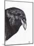 Crow or Raven, 2020, (Ink and Charcoal on Paper)-Nancy Moniz Charalambous-Mounted Giclee Print