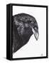 Crow or Raven, 2020, (Ink and Charcoal on Paper)-Nancy Moniz Charalambous-Framed Stretched Canvas