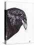 Crow or Raven, 2020, (Ink and Charcoal on Paper)-Nancy Moniz Charalambous-Stretched Canvas