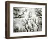 Crow Rookery-Jamie Cook-Framed Premium Giclee Print