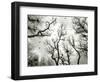 Crow Rookery-Jamie Cook-Framed Premium Giclee Print