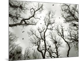 Crow Rookery-Jamie Cook-Mounted Giclee Print