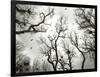 Crow Rookery-Jamie Cook-Framed Giclee Print