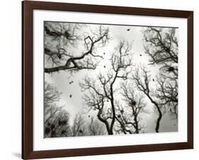 Crow Rookery-Jamie Cook-Framed Giclee Print