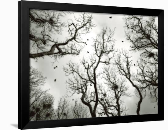 Crow Rookery-Jamie Cook-Framed Giclee Print