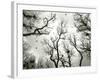 Crow Rookery-Jamie Cook-Framed Giclee Print