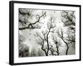 Crow Rookery-Jamie Cook-Framed Giclee Print