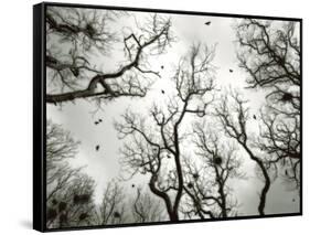 Crow Rookery-Jamie Cook-Framed Stretched Canvas