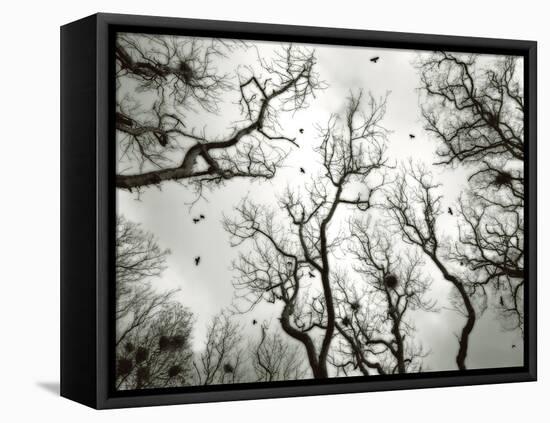 Crow Rookery-Jamie Cook-Framed Stretched Canvas