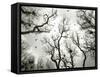 Crow Rookery-Jamie Cook-Framed Stretched Canvas