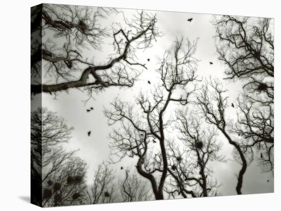 Crow Rookery-Jamie Cook-Stretched Canvas