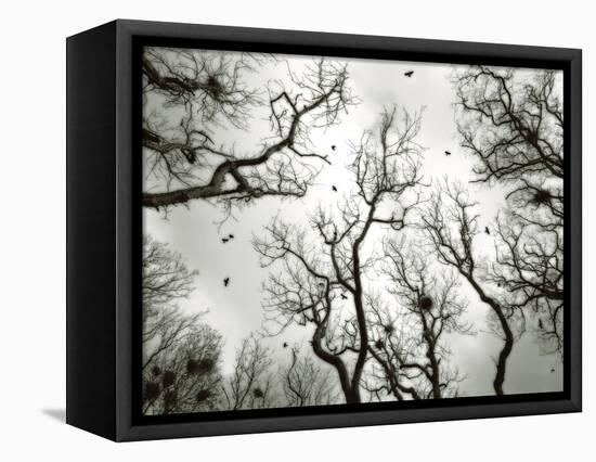 Crow Rookery-Jamie Cook-Framed Stretched Canvas
