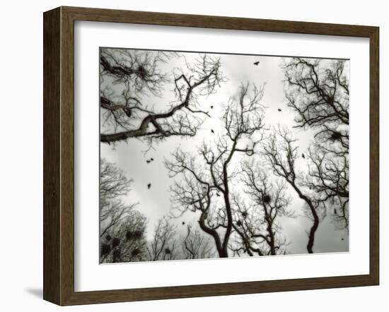 Crow Rookery-Jamie Cook-Framed Giclee Print