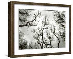 Crow Rookery-Jamie Cook-Framed Giclee Print