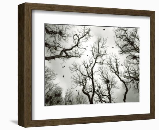 Crow Rookery-Jamie Cook-Framed Giclee Print