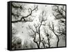 Crow Rookery-Jamie Cook-Framed Stretched Canvas