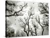 Crow Rookery-Jamie Cook-Stretched Canvas