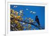 Crow-Alan Sirulnikoff-Framed Photographic Print