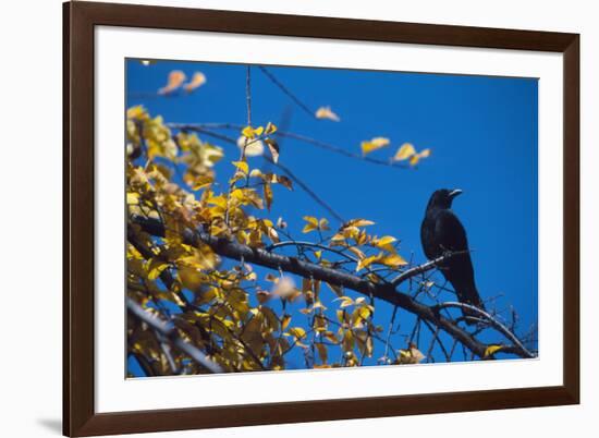 Crow-Alan Sirulnikoff-Framed Photographic Print