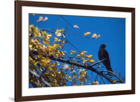 Crow-Alan Sirulnikoff-Framed Photographic Print