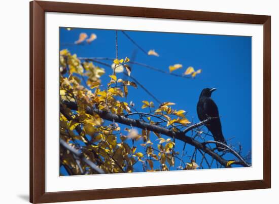 Crow-Alan Sirulnikoff-Framed Photographic Print