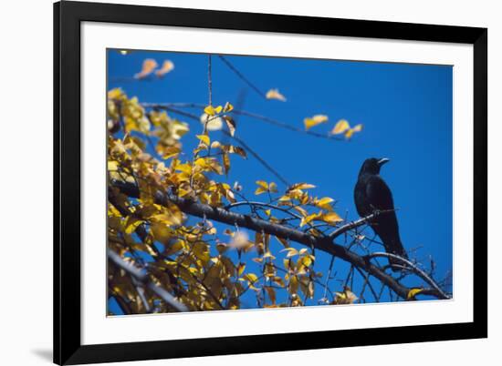 Crow-Alan Sirulnikoff-Framed Photographic Print