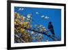 Crow-Alan Sirulnikoff-Framed Photographic Print