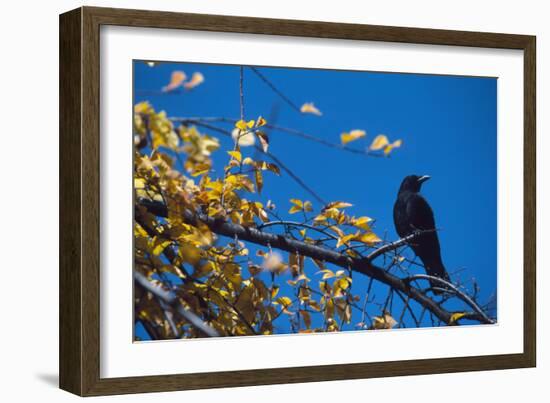 Crow-Alan Sirulnikoff-Framed Photographic Print