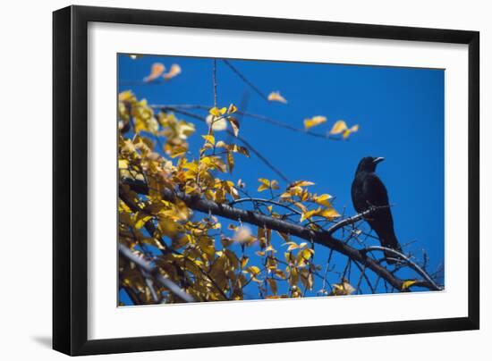 Crow-Alan Sirulnikoff-Framed Photographic Print