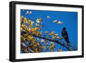 Crow-Alan Sirulnikoff-Framed Photographic Print