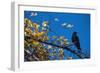 Crow-Alan Sirulnikoff-Framed Photographic Print