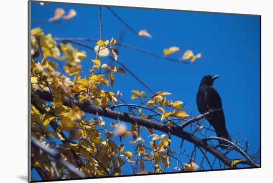 Crow-Alan Sirulnikoff-Mounted Photographic Print