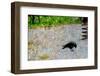 Crow-Andr? Burian-Framed Photographic Print