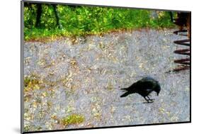 Crow-Andr? Burian-Mounted Photographic Print