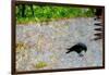 Crow-Andr? Burian-Framed Photographic Print