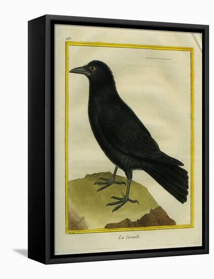 Crow-Georges-Louis Buffon-Framed Stretched Canvas