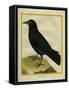 Crow-Georges-Louis Buffon-Framed Stretched Canvas