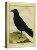 Crow-Georges-Louis Buffon-Stretched Canvas