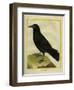 Crow-Georges-Louis Buffon-Framed Giclee Print