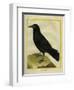 Crow-Georges-Louis Buffon-Framed Giclee Print