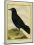 Crow-Georges-Louis Buffon-Mounted Giclee Print