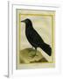 Crow-Georges-Louis Buffon-Framed Giclee Print