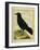 Crow-Georges-Louis Buffon-Framed Giclee Print