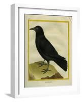 Crow-Georges-Louis Buffon-Framed Giclee Print