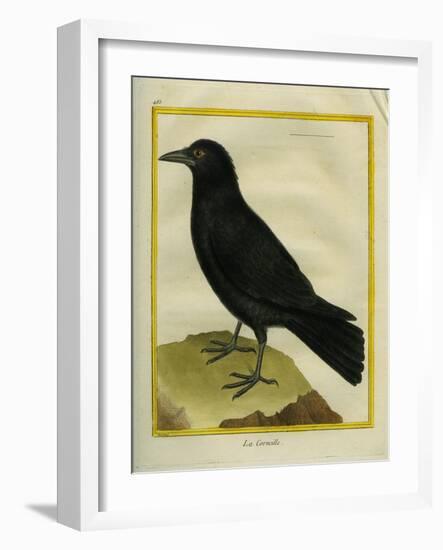 Crow-Georges-Louis Buffon-Framed Giclee Print