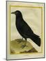 Crow-Georges-Louis Buffon-Mounted Giclee Print