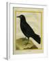 Crow-Georges-Louis Buffon-Framed Giclee Print